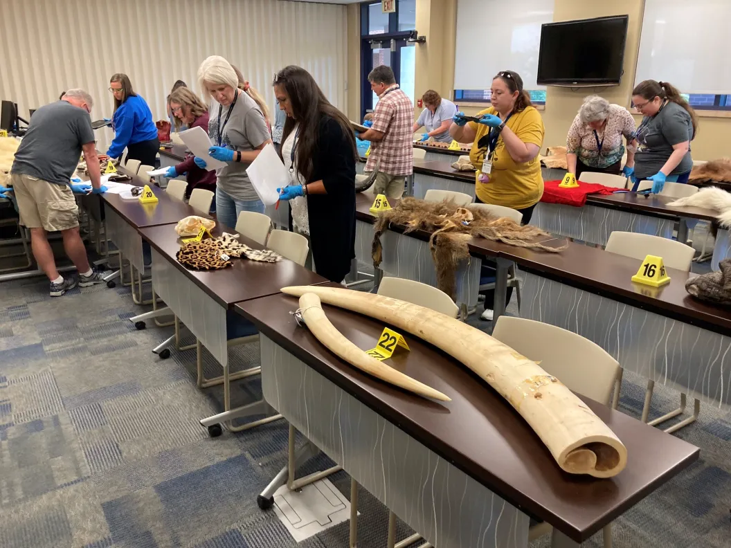 Impression Evidence Casting and Analysis