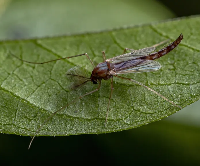  Name bigstock-adult-non-biting-midge-blind-mosquito