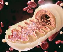 mitochondria-capillary-electrophoresis-sequencing-forensic-science-dna-asb-standards